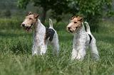 FOX TERRIER 633